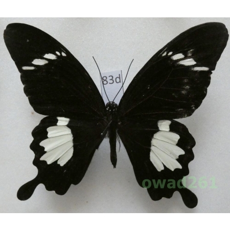 Papilio chaon Westwood, 1845 Indonesia, Java 93mm83d